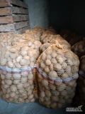 Sprzedam 540 kg. ziemniaka tajfuna kal. 30-45 , pozostałość po sadzeniu.
